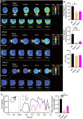 Time-resolved role of P2X4 and P2X7 during CD8+ T cell activation